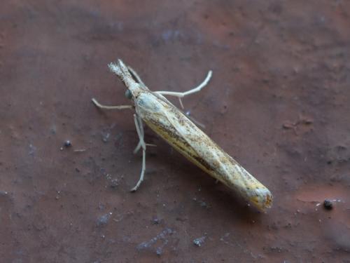 Réf. 264 847 : Agriphila inquinatella